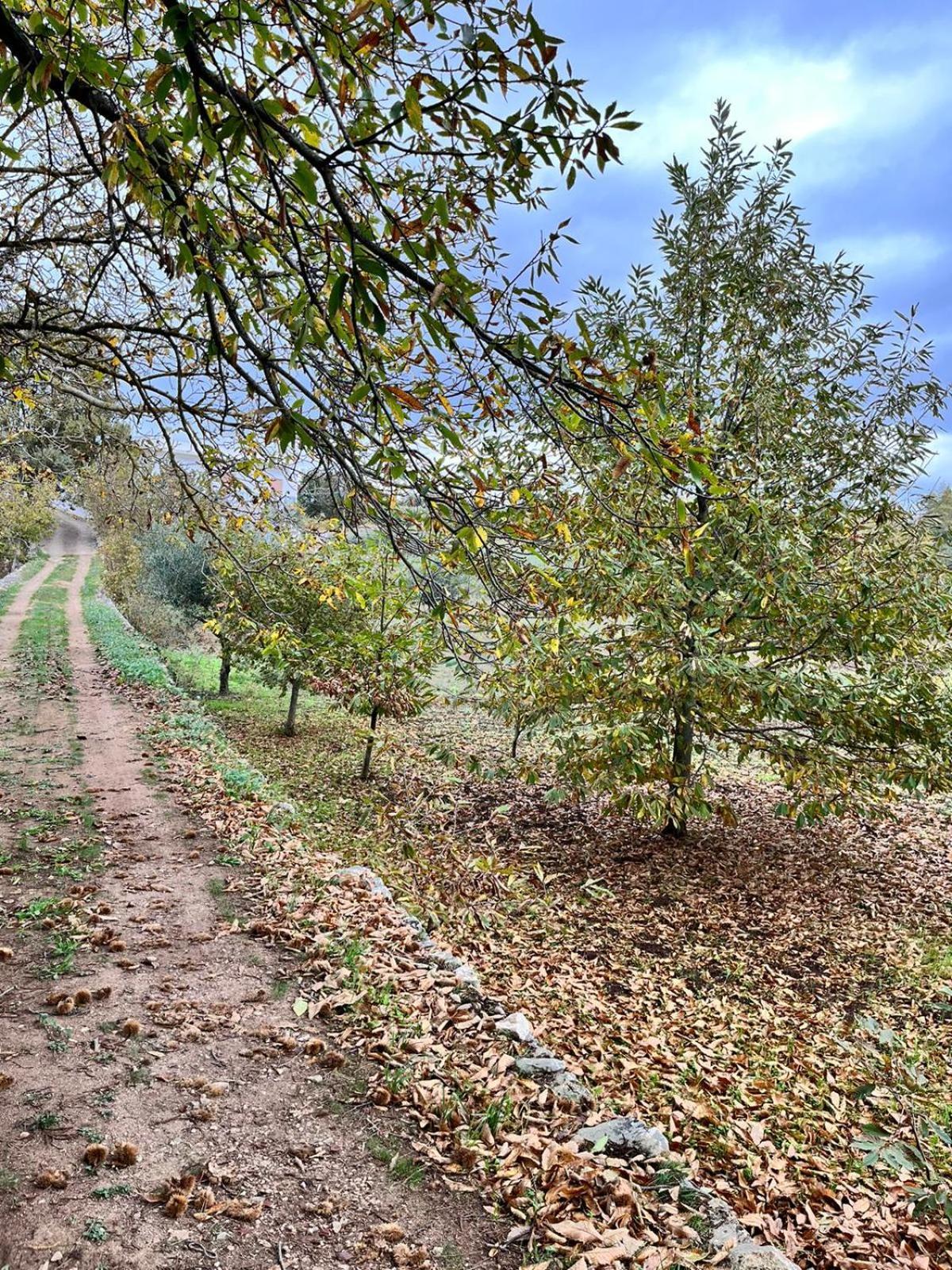 Il Trullo E Il Fortino Алберобело Екстериор снимка